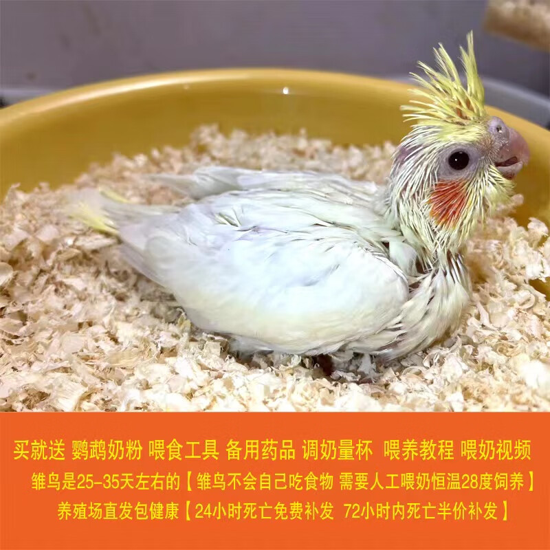 玄凤雏鸟鹦鹉活鸟鸟活物家养中小型会说话幼鸟活体宠物手养小鹦鹉