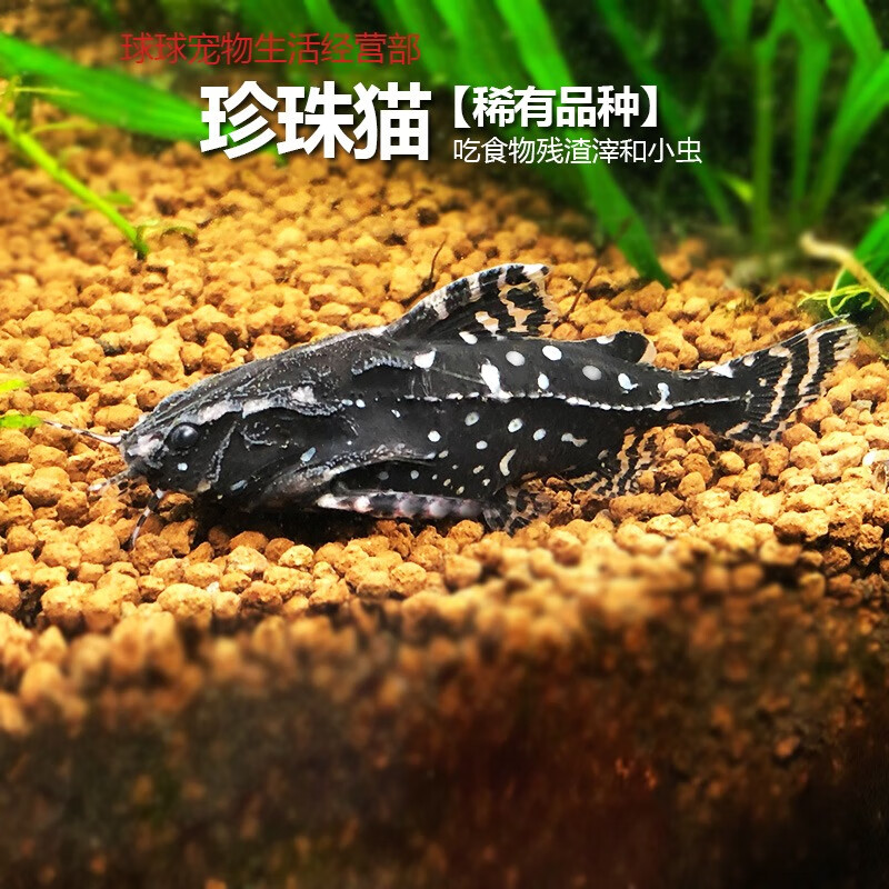 珍珠猫鱼哭猫鱼热带底栖鱼观赏鱼清道夫吃垃圾清理鱼缸残渣工具鱼 1条