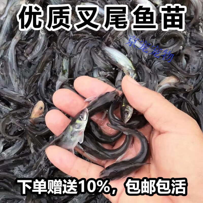 鱼苗基地叉尾鱼苗淡水养殖食用活体冷水梭边鱼钳鱼江团鱼苗斑点叉 5