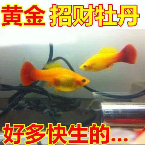 热带鱼观赏鱼胎生好养小型月光混养红色中国小鱼米奇 大号金牡丹3-4