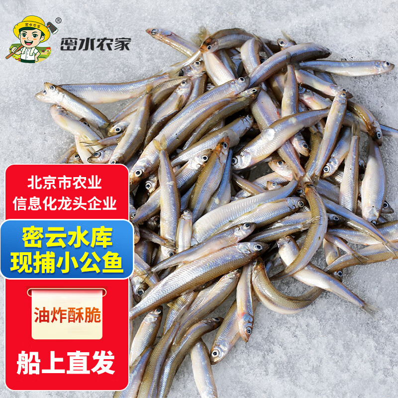 密水农家密云水库鱼 新鲜小公鱼当日捕捞鲜鱼 现杀现发小白条鱼 生态