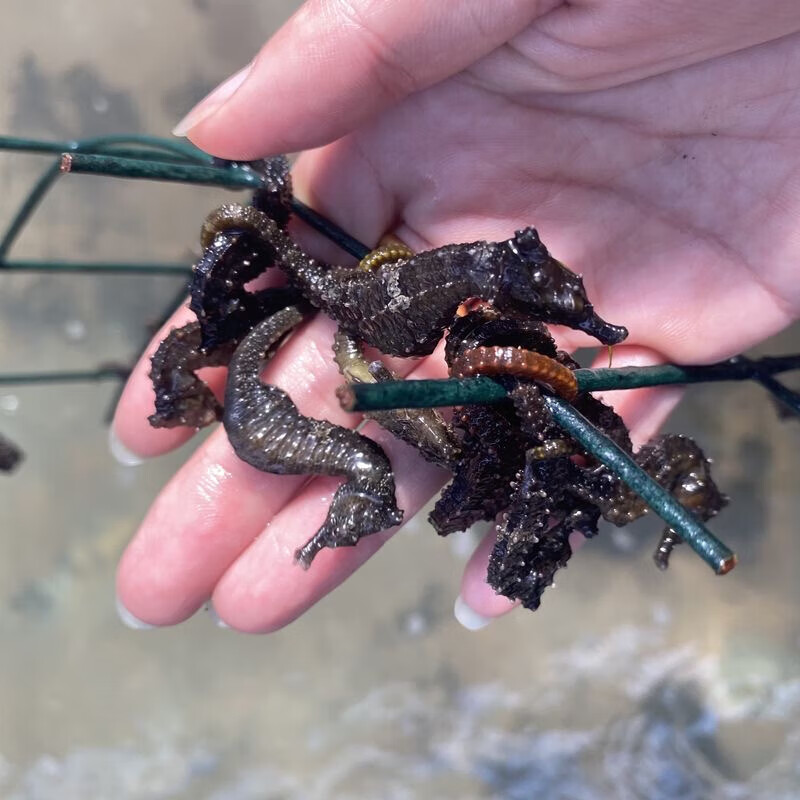 海水观赏活体海马 人工线纹海马
