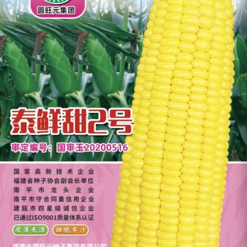咯咚泰鲜甜2号超甜水果玉米种子大全非转基因四季特太阳花甜玉米 泰鲜