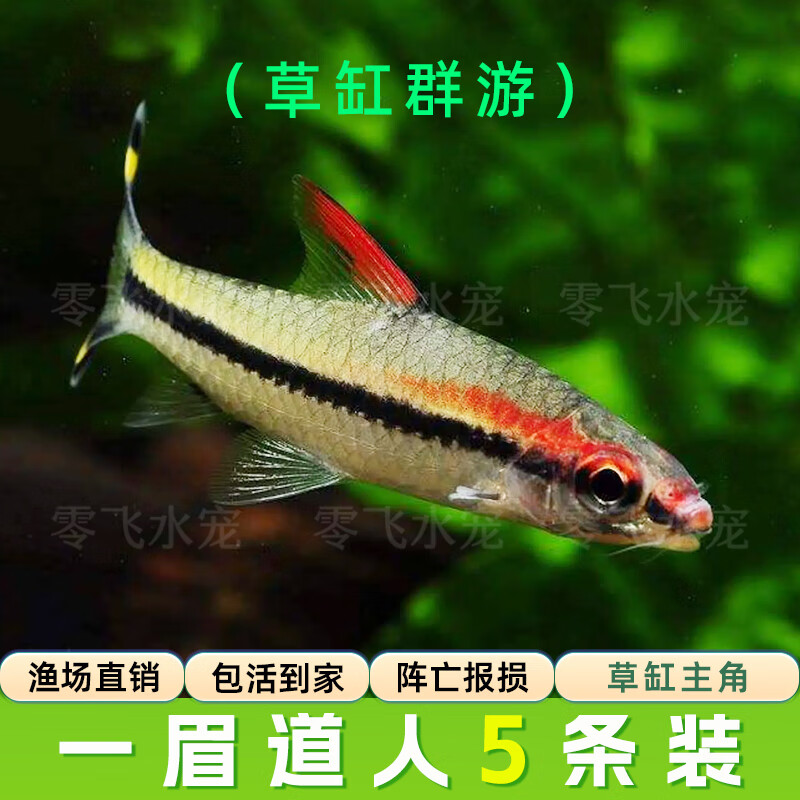 小型热带观赏鱼南美一眉道人红眉道人淡水鱼灯科鱼草缸群游鱼活体 一