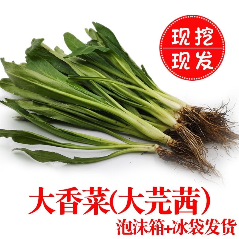 泰國(guó)大香菜傣族云南野菜香菜廣西香菜新鮮刺芫荽刺芹老緬芫荽野菜 帶根1斤
