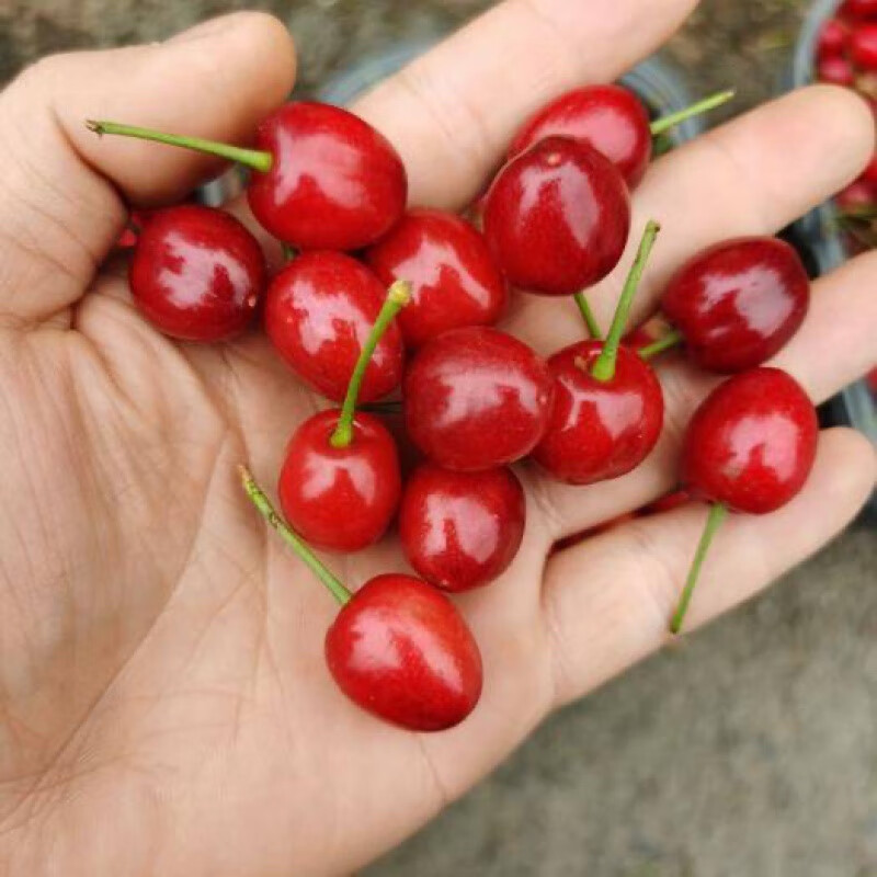 clcey云南本地玛瑙红国产土樱桃鲁甸小寨南方北方种植老品种小樱桃