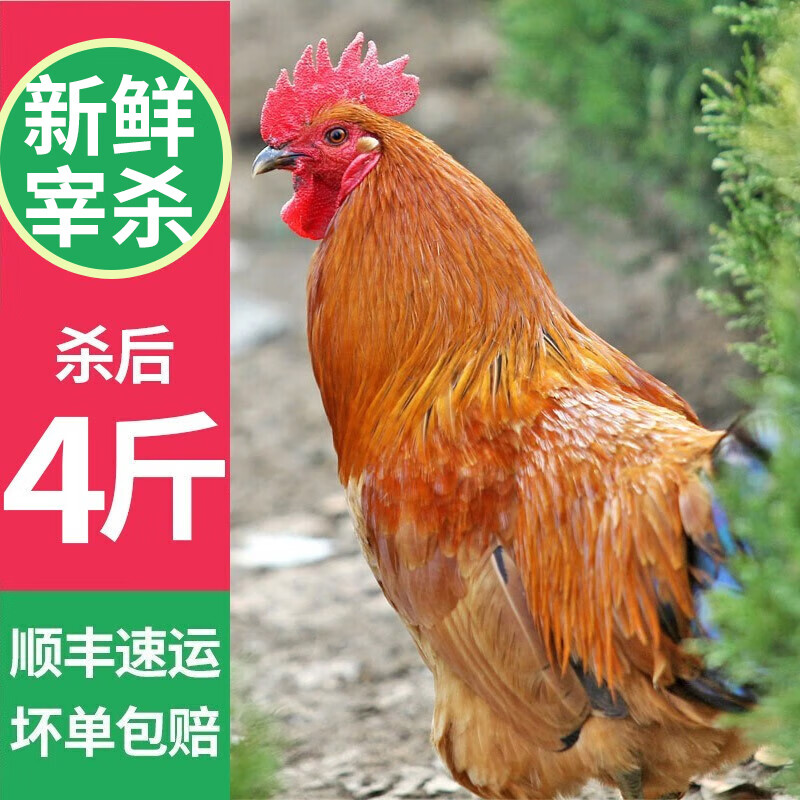 岽鲜农家散养土公鸡肉新鲜青脚黄鸡黑凤大公鸡土鸡走地鸡整鸡鸡肉生鲜 黄脚大公鸡发1只 4斤/只 送料包