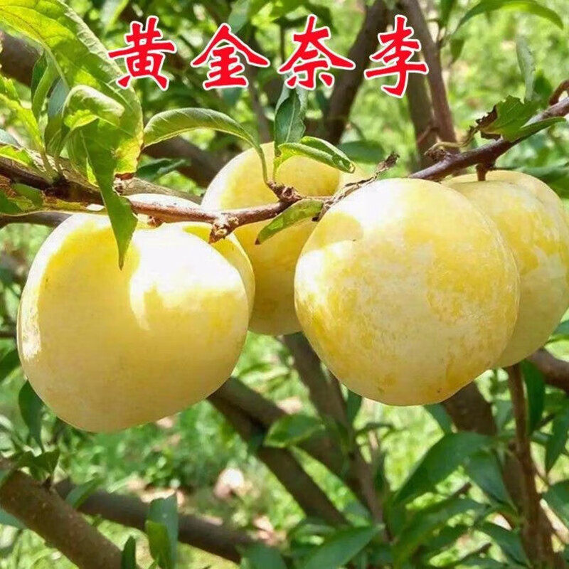 静嘉黄金奈李子树苗广东黄布林李子苗树黄蜜李离核南北方种植当年结果