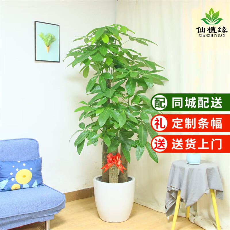 仙植缘【2小时同城配送】2米大型发财树盆栽绿植办公室客厅开业乔迁送礼 |约1.75米|步步高发财树|白瓷盆 专车送货 更快更好