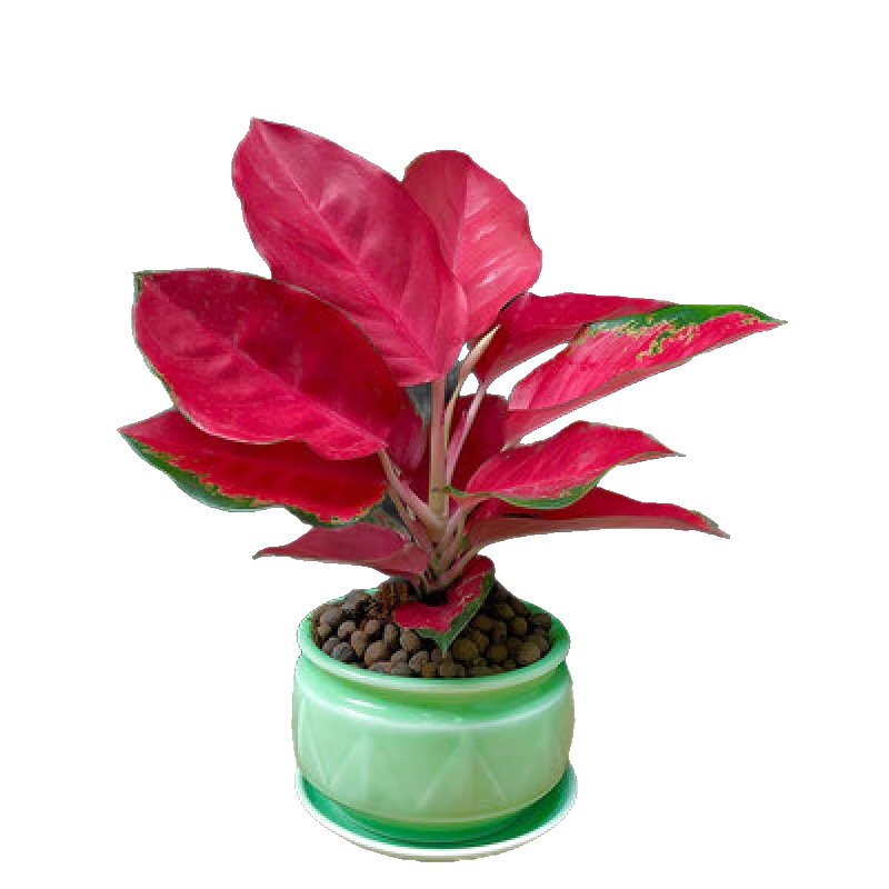 惜林園吉利中國紅盆栽室內如意皇后花觀(guān)葉植物吉祥如意萬(wàn)年紅萬(wàn)年青系列 吉利紅+青瓷2號帶托盤(pán) 帶盆發(fā)貨