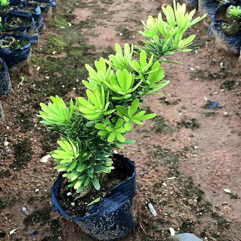 金钻罗汉松小叶盆栽景鲜花卉绿植物广西庭院观叶阳台楼顶客厅 金钻