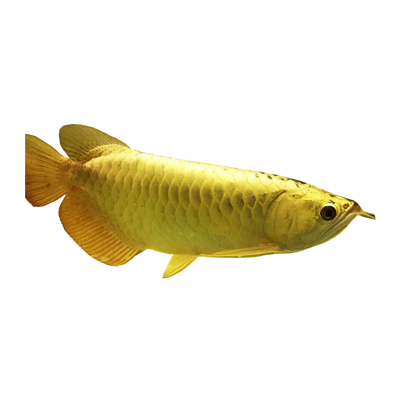 酷牧好養(yǎng)金龍魚活魚赤血賽級24K金頭過背金龍魚活體幼魚古典大型觀賞 精品24K-B級過背金龍18-22厘米