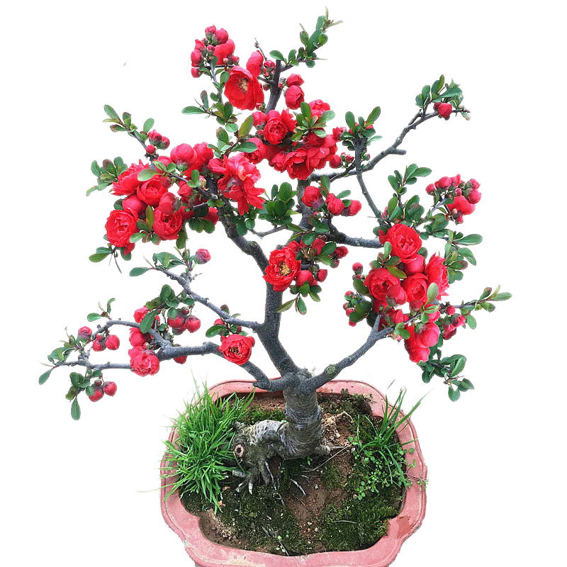 ���а��Ļ���������ֲ������ͥԺ�羰�� ���ٹں���1.5cm��Դͷֱ�� 19Ԫ