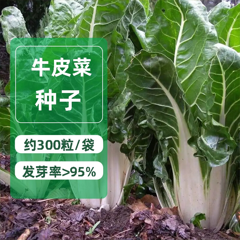 白梗大叶牛皮菜种子蔬菜种孑菜园盆栽种植春夏秋四季厚皮青菜种籽