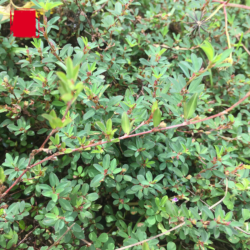 新鲜三叶人字草 现采鸡眼草 掐不齐鹿含草苍蝇翅人字草 生鲜全草:一斤