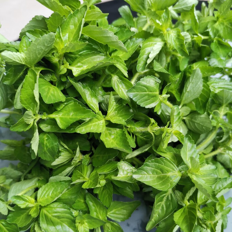 翼若天云2斤云南德宏野菜特产傣味麻章那香香草新鲜蔬菜水香菜 500g