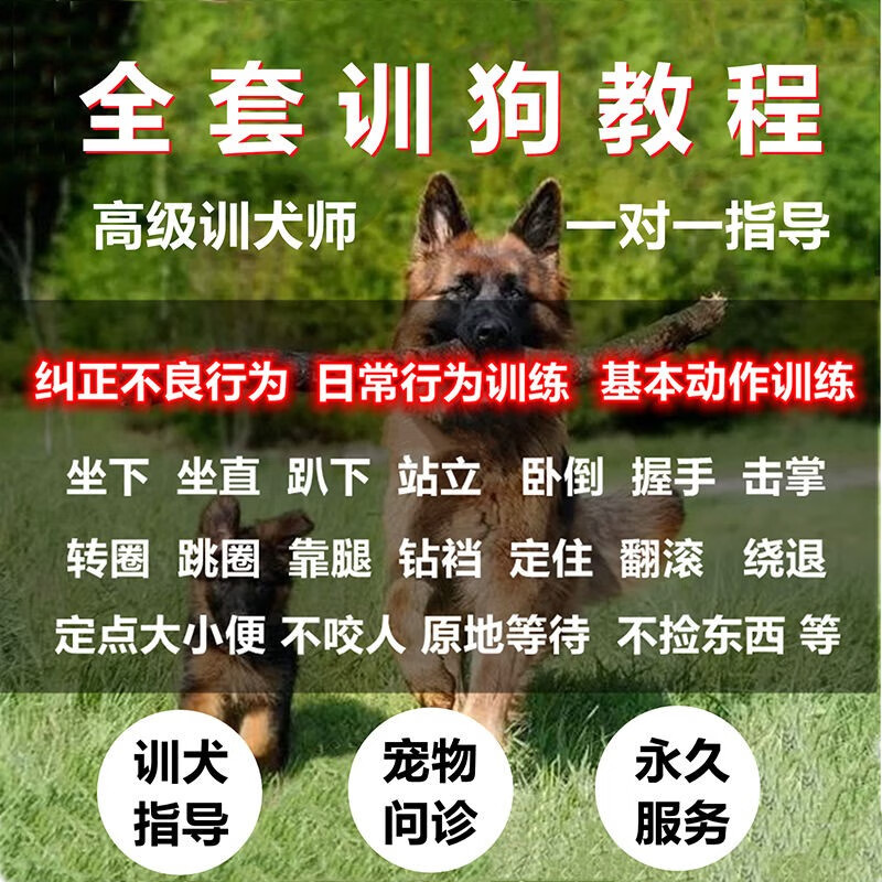 训狗教程训犬视频课程训犬师一对一指导宠物训练狗狗训练视频教学