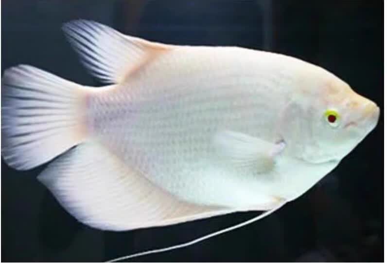 红眼招财鱼战船鱼热带鱼活体黄金战船古战船大型风水鱼发财鱼包邮