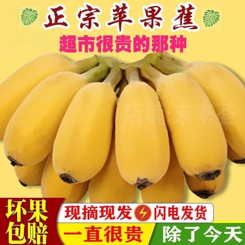 皓谦广西苹果蕉正宗粉蕉应季水果新鲜现摘软糯皇帝蕉自然熟小米蕉 5斤
