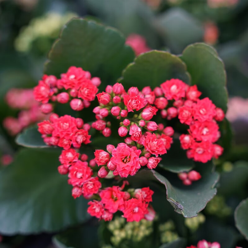 苗金狐狸带花苞大花朵植物室内阳台四季开花好养 红宝石11cm盆 不含盆