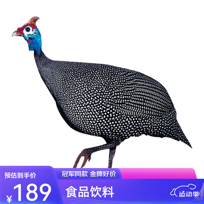 味巴哥新鲜现杀珍珠鸡肉纯杂粮喂养老鸡肉土鸡肉健身鸡肉顺丰发货