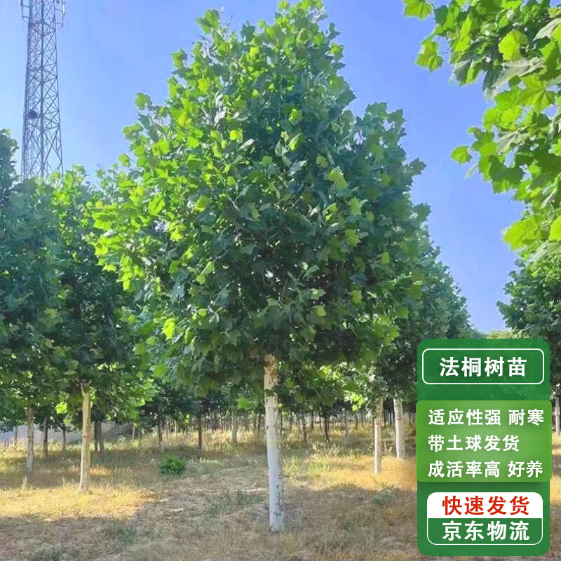 苗木种植合作社：产业发展的新趋势与机遇