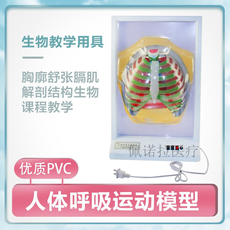 人体呼吸运动模型 人体呼吸模型 膈肌运动模拟器肺工作装置生物教