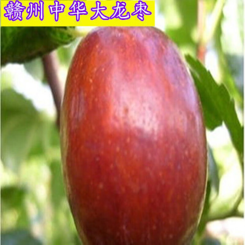 博雅锟漳州中华大龙枣金丝蜜枣大树果大如苹果枣嫁接枣子苗南方北方
