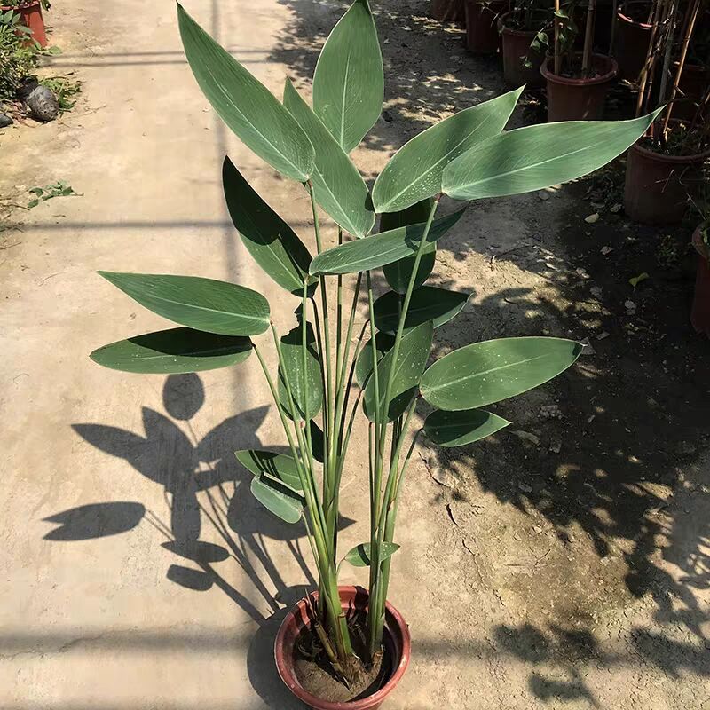 醉春木水生植物花卉绿植再力花盆栽庭院绿化净化水质