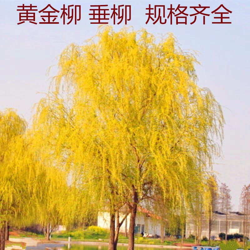 花润露金丝垂柳苗黄金柳树苗美国速生竹柳杨柳树苗垂柳小苗河边绿化