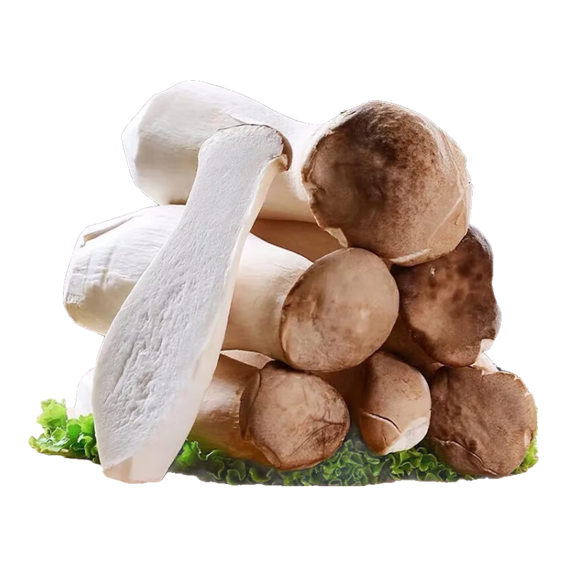 皓謙【JD京鮮配送】杏鮑菇現(xiàn)摘 新鮮杏鮑菇 雞腿菇火鍋料理蘑菇蔬菜菌 精品杏鮑菇500g
