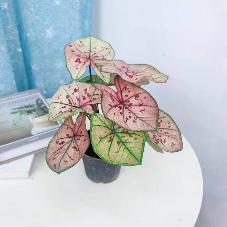 刘不丁草莓之心彩叶芋|白色恋人粉云自然魔法室内进口网红植物盆栽热