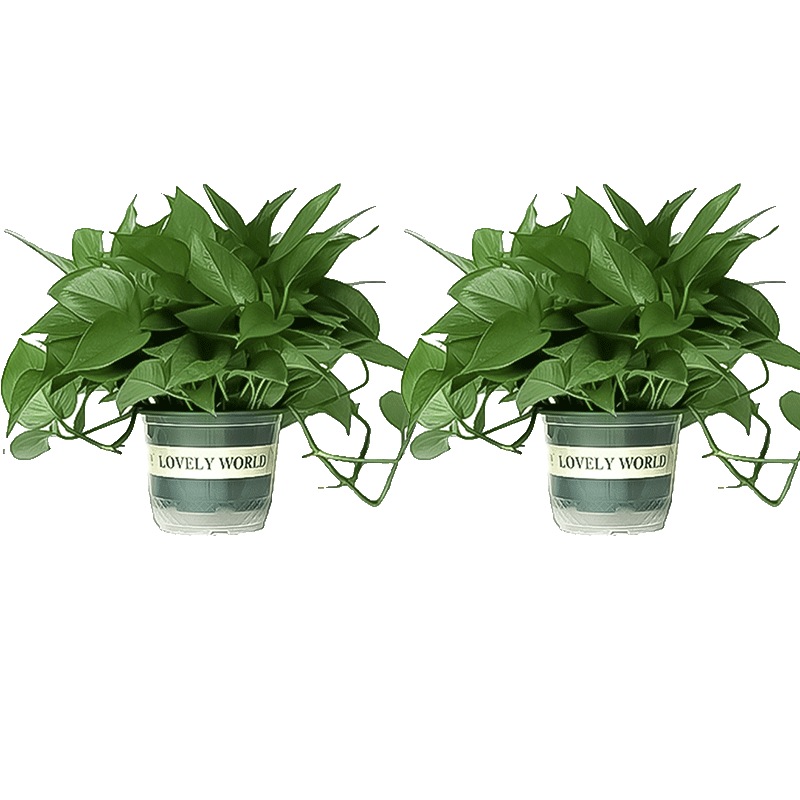 ˫���������Գ���ȩ������ֲ�칫���·���������180����2��װԴͷֱ�� 21.9Ԫ