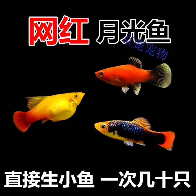 米奇鱼 月光鱼 胎生鱼 小型鱼 观赏鱼 新手 好养活新手鱼 6条 月光混搭(3-4cm)