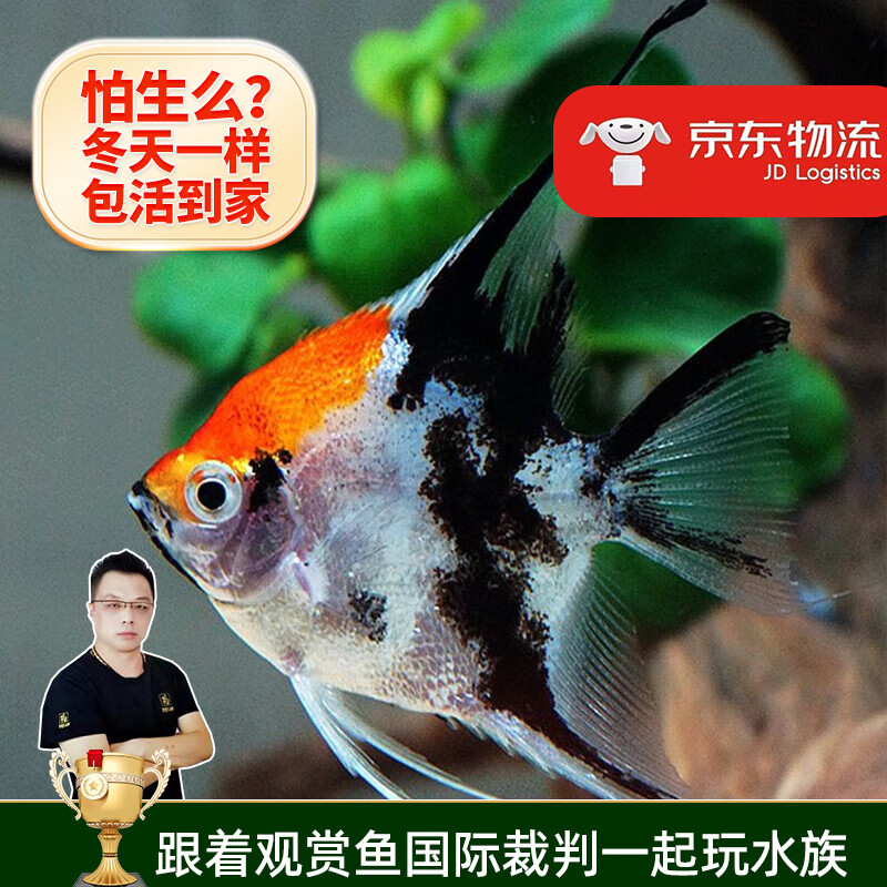 七彩神仙鱼热带鱼秘鲁神仙中型热带鱼观赏水族活体套餐 红头三色2条