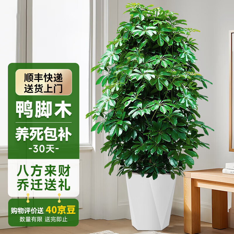 ���ڲ���������Ѽ��ľ�˷�������������ֲ�����Է������������ڻ����ļ�����ֲ�� ����Ѽ��ľ1.2-1.3��+������