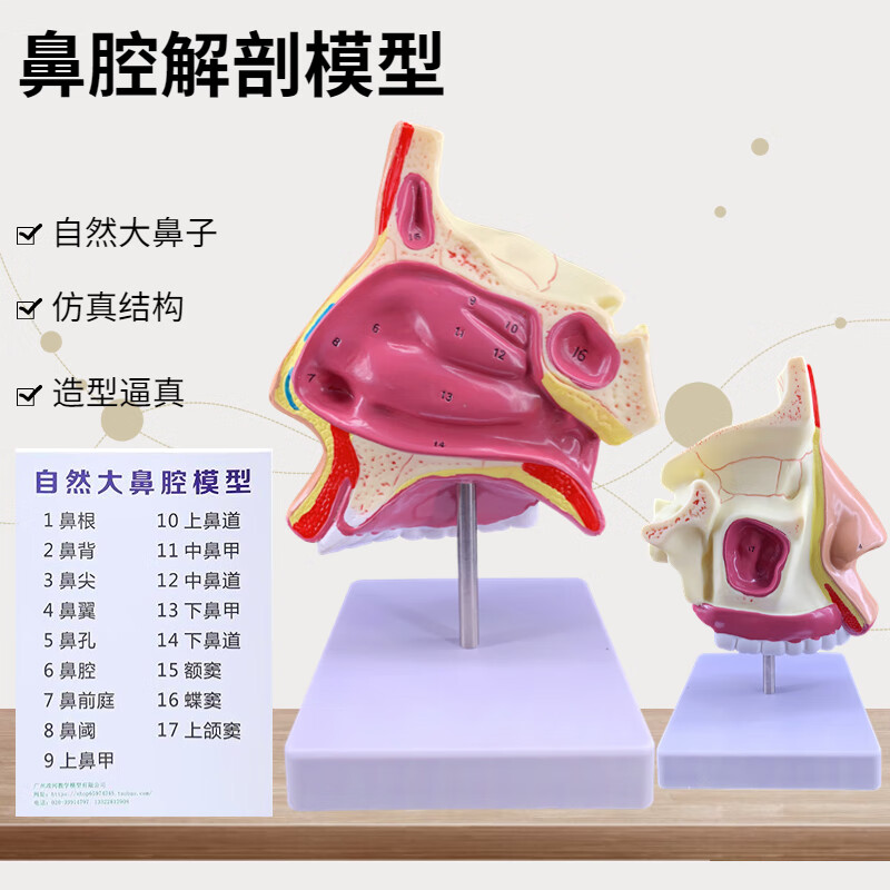 人体鼻腔解剖模型鼻子模型鼻部医学人体鼻腔模型耳鼻咽喉科模型 鼻腔