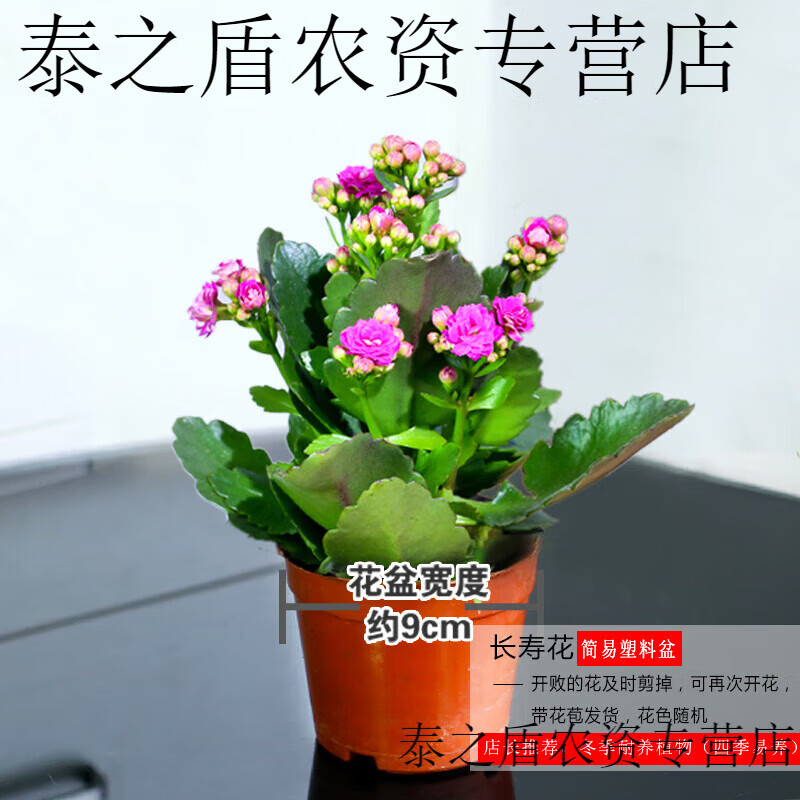 春枝韵长寿花盆栽观花植物室内开花绿植玻璃水培植物四季开花小盆栽