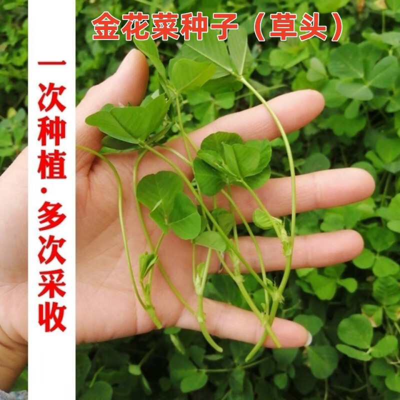 苜蓿菜籽食用苜蓿草种子四季养生蔬菜种籽 黄花苜蓿种子
