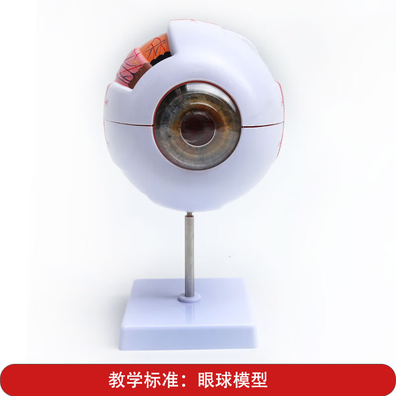 orff幼儿园眼球模型教具儿童认知五官人体眼球仿真6倍放大眼睛结构造