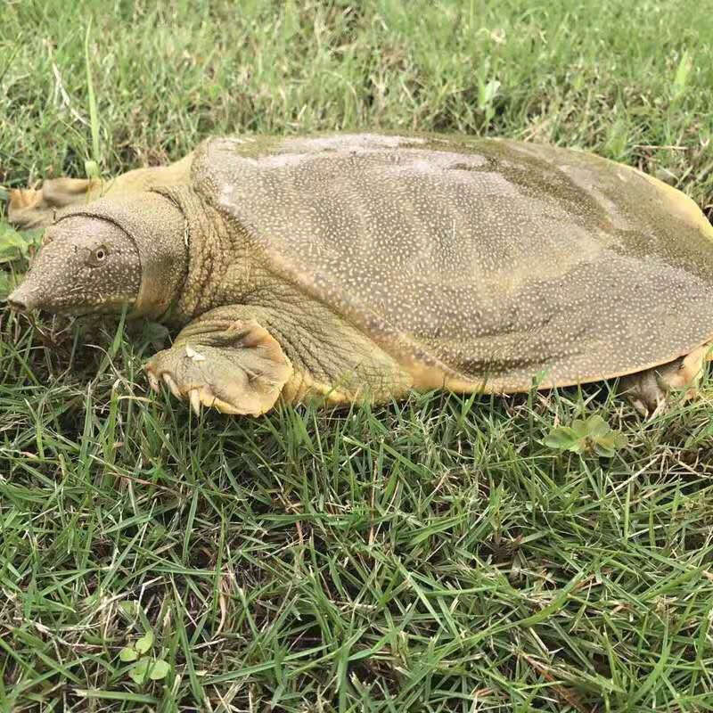 乌仙子大甲鱼包活到家野外放养黄背王八散养黄盖老鳖中华鳖生鲜送礼