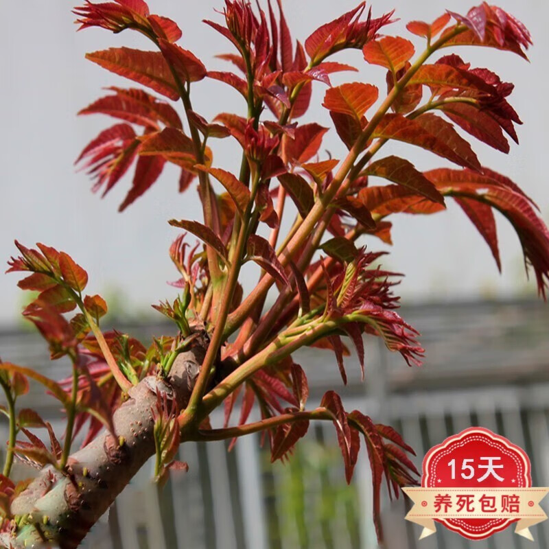 行湘香椿苗 四季香椿树苗盆栽地栽香椿树苗南方北方种植树苗 香椿小苗