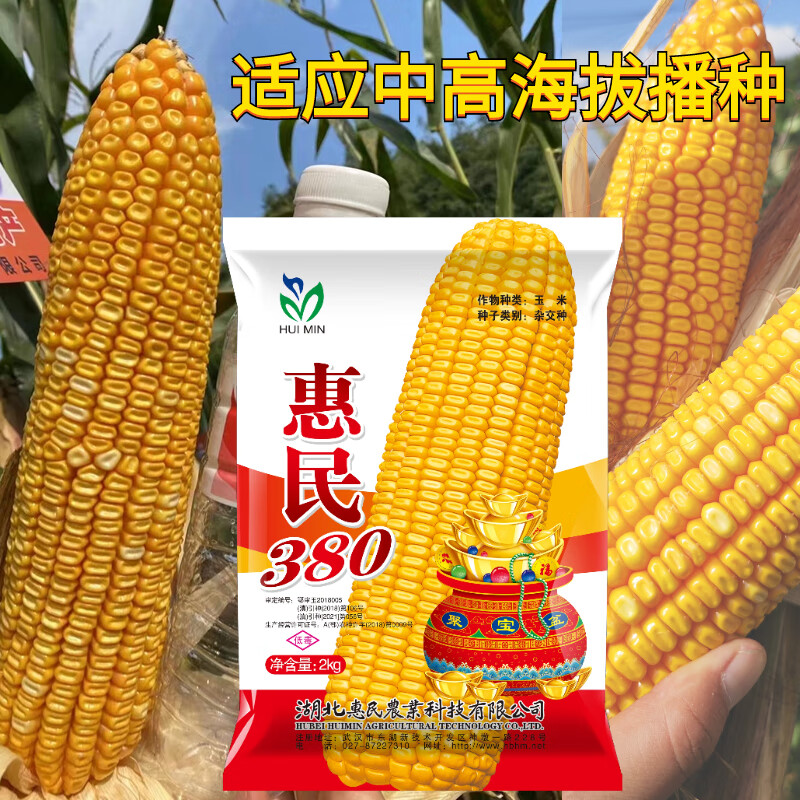 惠民380玉米种籽矮杆大棒高产 抗锈病抗倒 轴细齿深一粒封顶 惠民380