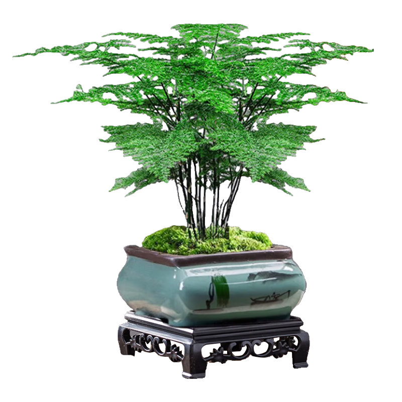 ���а�����ֲ�����ڻ�����ֲ ��ƷС����+�ķ�����+����+̦޺Դͷֱ�� 20.9Ԫ