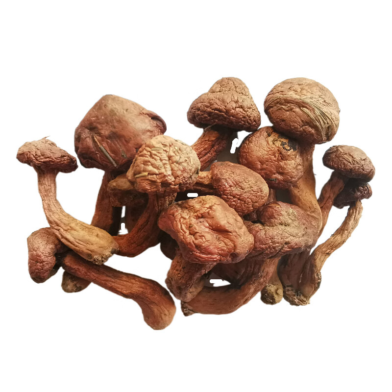 翼若天云东北红蘑松蘑菇新品干货的松树伞松散红菇肉蘑鸡血蘑炖鸡蘑