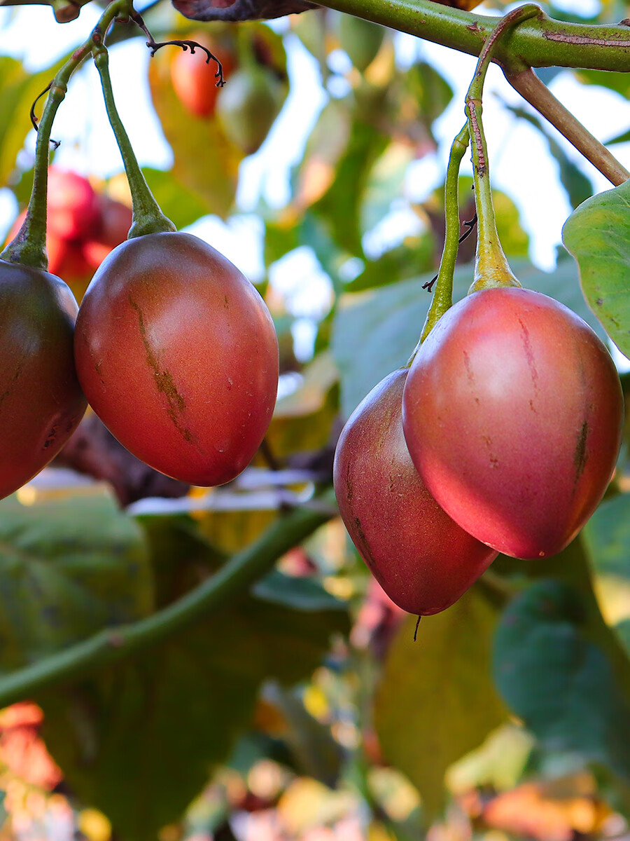 翼若天云云南特产树番茄新鲜洋酸茄大树番茄调味蔬菜即食水果酸爽烧烤