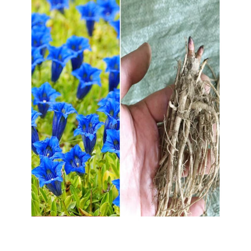 东北龙胆草苗龙胆花苗种苗耐寒园林绿化庭院美化苗苗圃直发蓝花 50棵