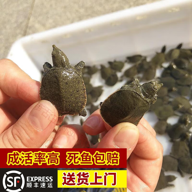 【順豐包活到家】甲魚苗活體幼苗淡水養(yǎng)殖半斤生態(tài)外塘養(yǎng)殖黃色甲魚苗小甲魚王八苗鱉生態(tài)養(yǎng)殖 甲魚苗3-5克50只