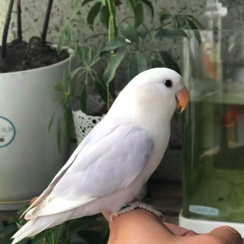 【阳台玩家】特色牡丹鹦鹉中高端品种鹦鹉活物手养亲人独立幼鸟 紫