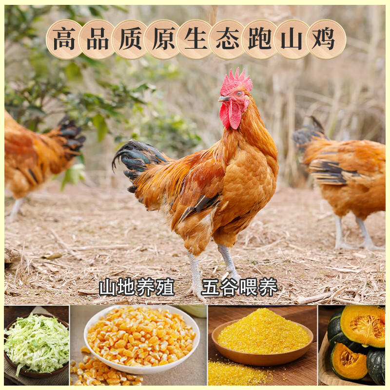 德子土 青年公鸡 红瑶土鸡三德子散养跑山鸡肉质鲜嫩 净重1.8-2.1kg